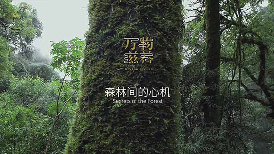 紀錄片:《萬物滋養(yǎng)》第一集森林間的心機